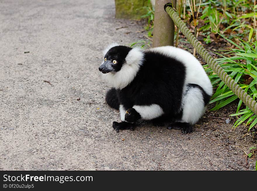 Black and white Ruffed Lemur