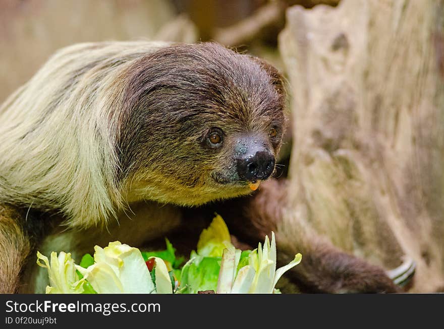 Two-toed sloth