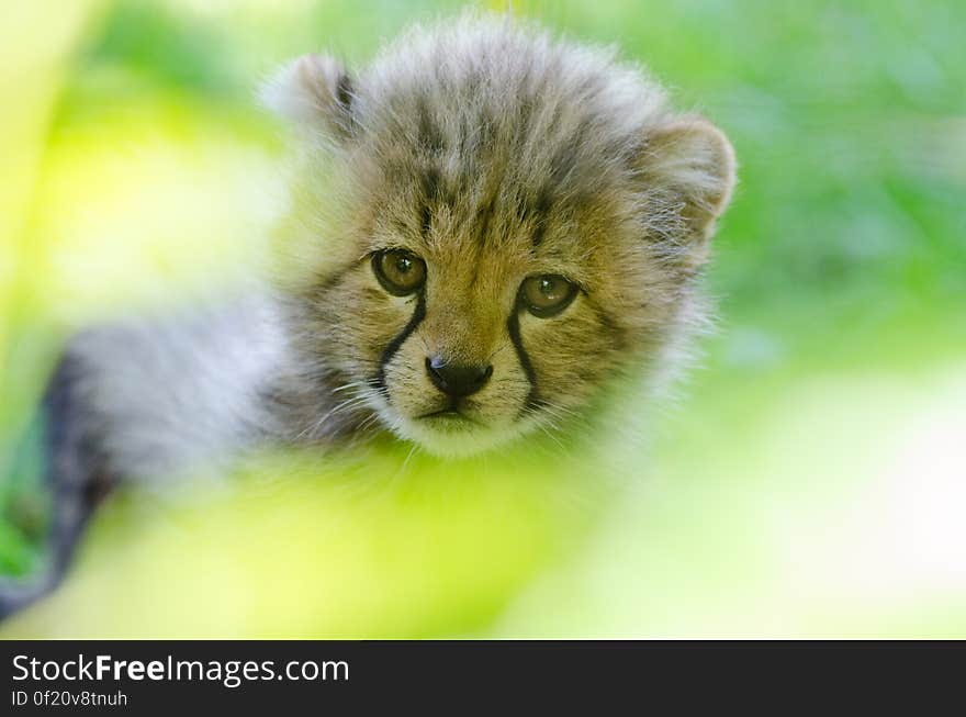 Cheetah cub