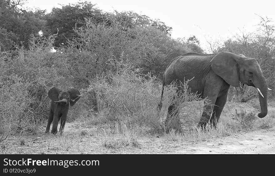 elephant south africa Makutsi Safari Lodge. elephant south africa Makutsi Safari Lodge