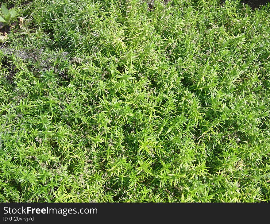 Gras, Natur, Background, Hintergrund