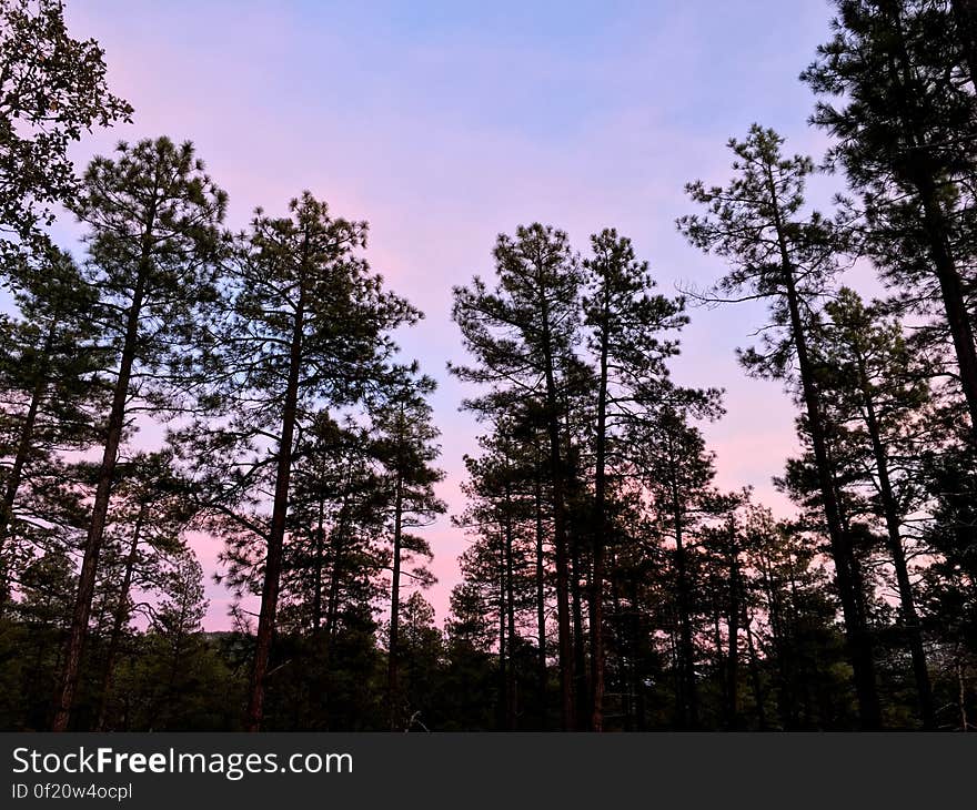 Clustered Under the Magenta Sky