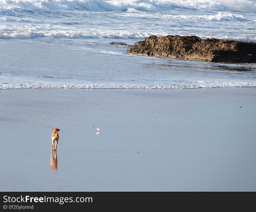 This dog was trying very hard to catch a seagull on the beach, while avoiding the waves. It was funny to watch, but she ended up giving up. - Morocco January 2014. Went to visit my grandma in Essauouira for the 2nd time since she moved there. Had a great time!. This dog was trying very hard to catch a seagull on the beach, while avoiding the waves. It was funny to watch, but she ended up giving up. - Morocco January 2014. Went to visit my grandma in Essauouira for the 2nd time since she moved there. Had a great time!