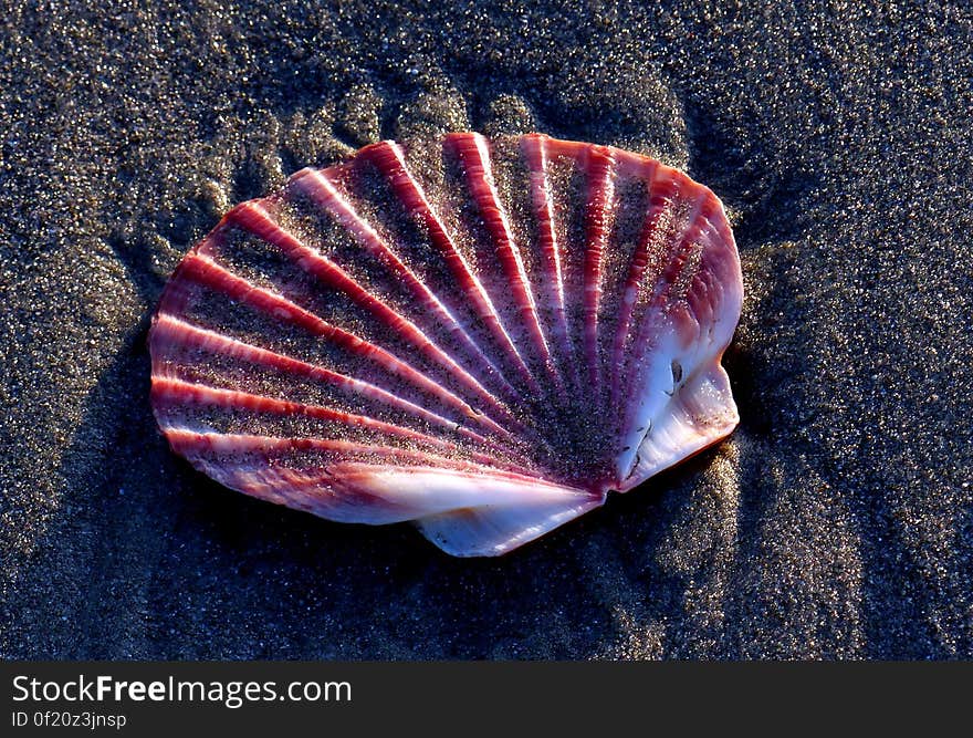 Scallop is a common name that is primarily applied to any one of numerous species of saltwater clams or marine bivalve mollusks in the taxonomic family Pectinidae, the scallops. Scallop is a common name that is primarily applied to any one of numerous species of saltwater clams or marine bivalve mollusks in the taxonomic family Pectinidae, the scallops.