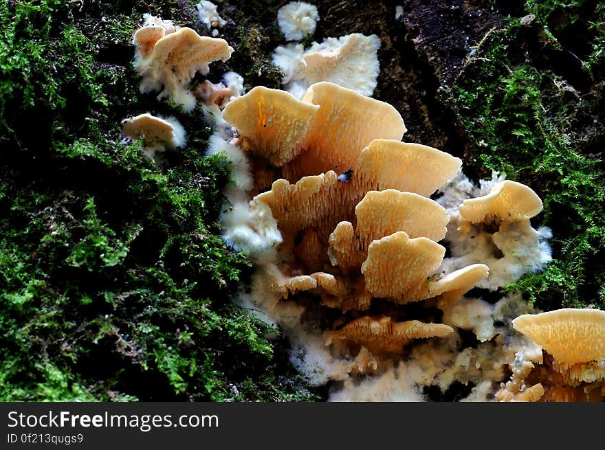 Forms as ether a small bracket on the sides of a log or a flat sheet when under side of log. Common name: None Found: Native forests Substrate: On wood Spore: WhiteHeight: 15 mm Width: 30 mm Season: Early summer Edible: No. Forms as ether a small bracket on the sides of a log or a flat sheet when under side of log. Common name: None Found: Native forests Substrate: On wood Spore: WhiteHeight: 15 mm Width: 30 mm Season: Early summer Edible: No