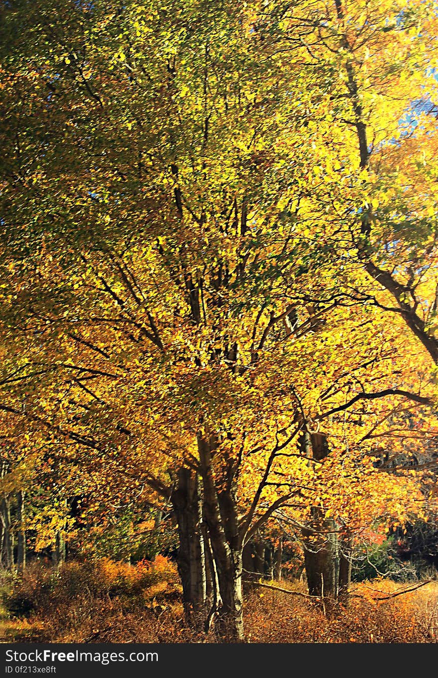 Northern hardwood forest, Monroe County, within State Game Land 168. I&#x27;ve licensed this photo as CC0 for release into the public domain. You&#x27;re welcome to download the photo and use it without attribution. Northern hardwood forest, Monroe County, within State Game Land 168. I&#x27;ve licensed this photo as CC0 for release into the public domain. You&#x27;re welcome to download the photo and use it without attribution.