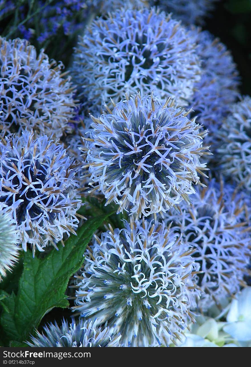 blue allium