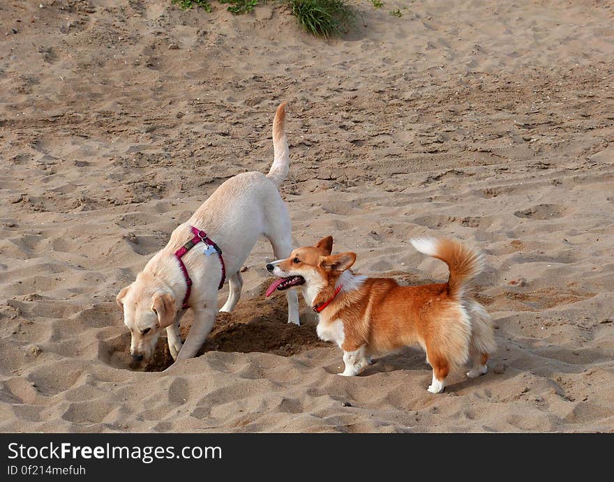 Sun made a great labrador friend at the beach yesterday. They collaborated to dig to China. Sun made a great labrador friend at the beach yesterday. They collaborated to dig to China.