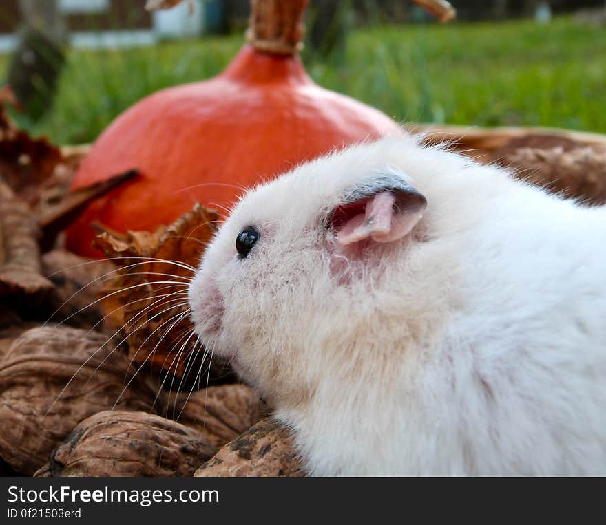 The pumpkin or the nuts?. The pumpkin or the nuts?