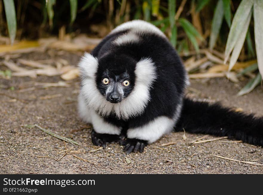 Black and white Ruffed Lemur