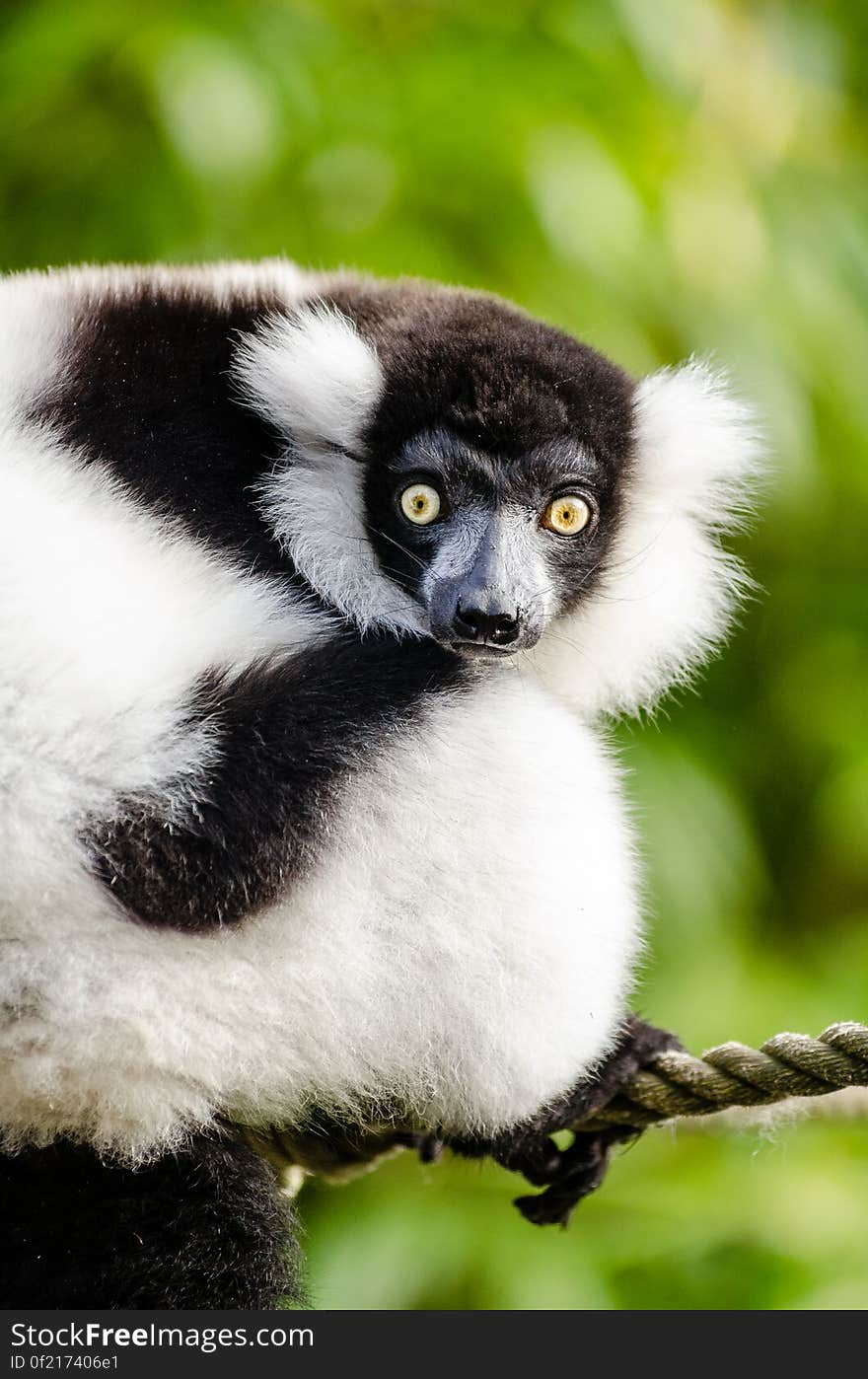 Black and white Ruffed Lemur