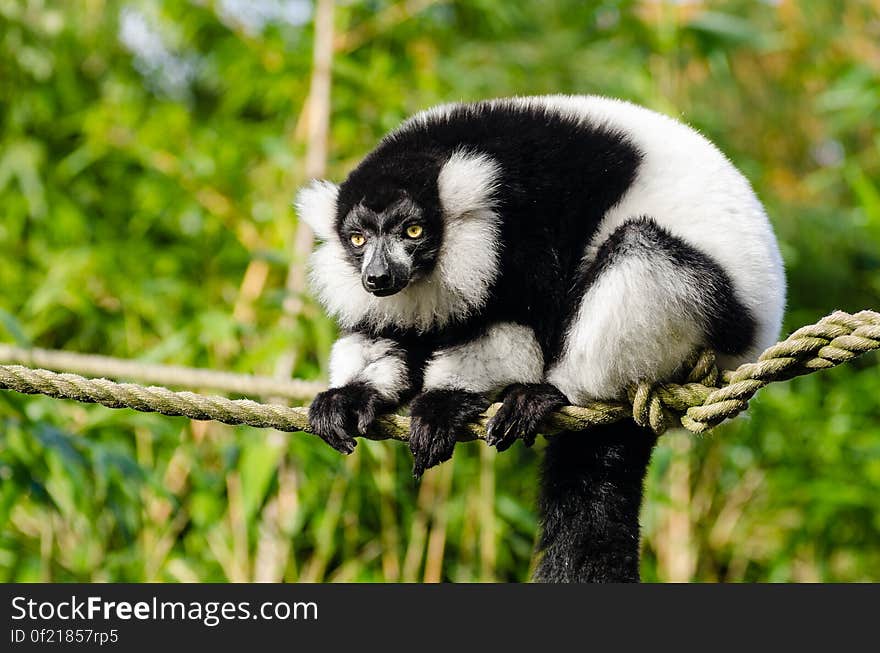 Black and white Ruffed Lemur