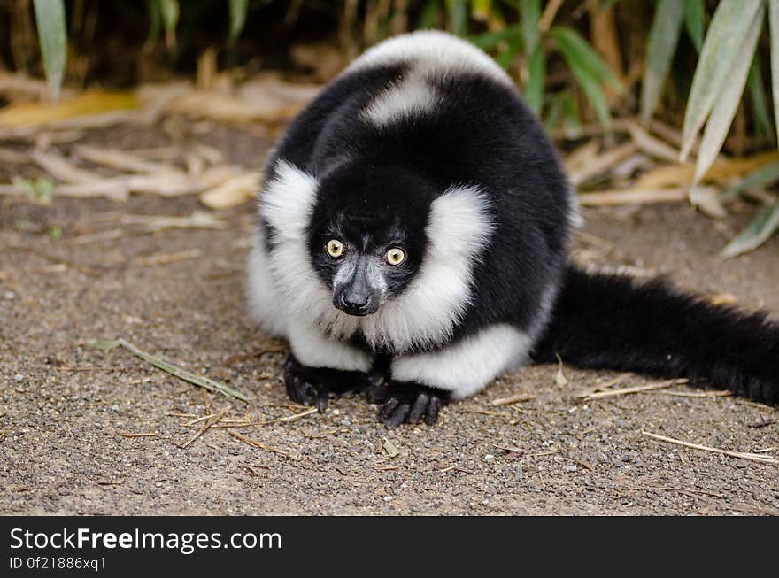 Black and white Ruffed Lemur