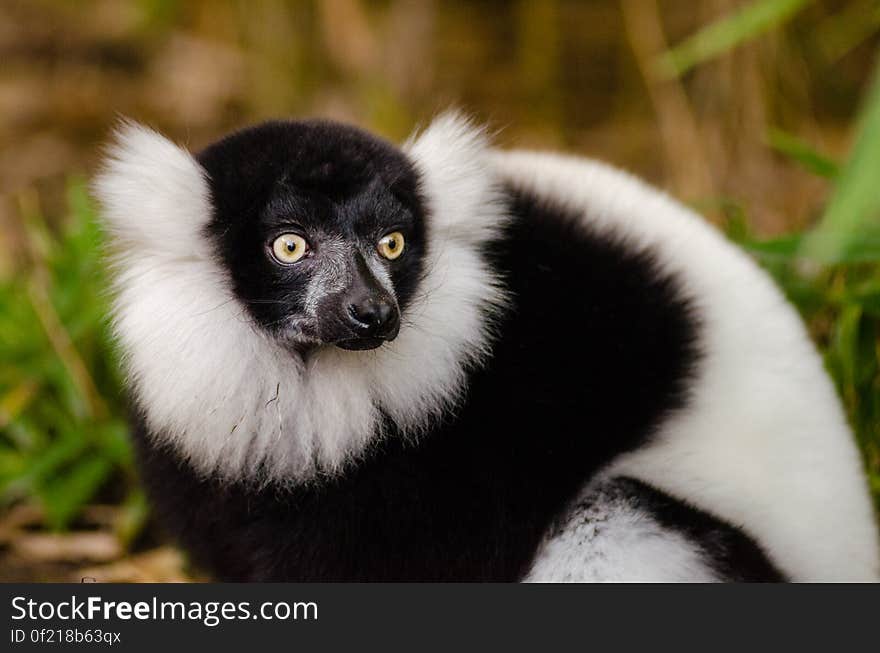 Black and white Ruffed Lemur