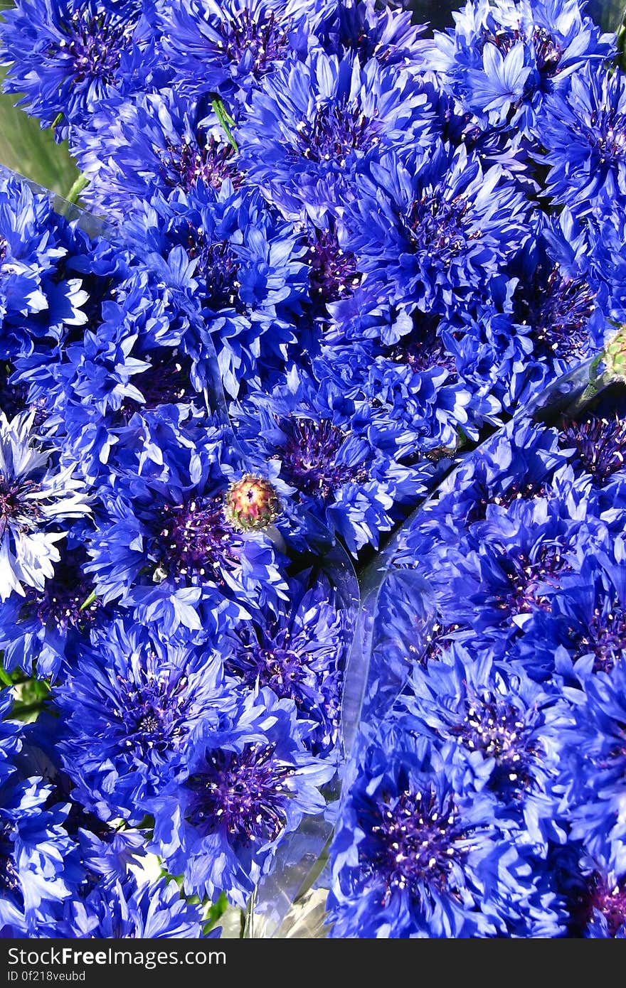 cornflowers