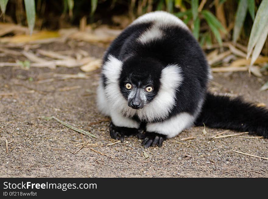 Black and white Ruffed Lemur