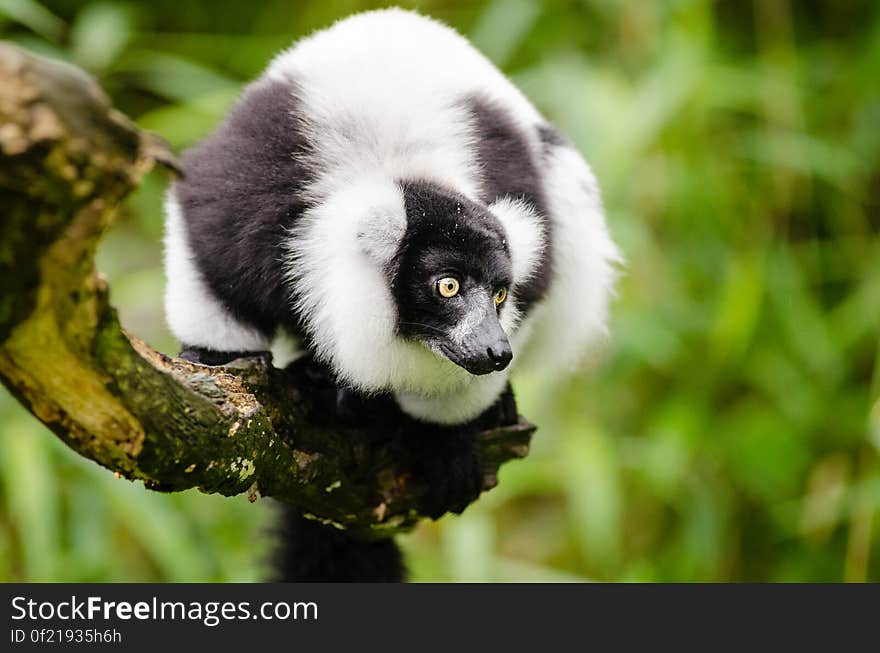 Black and white Ruffed Lemur