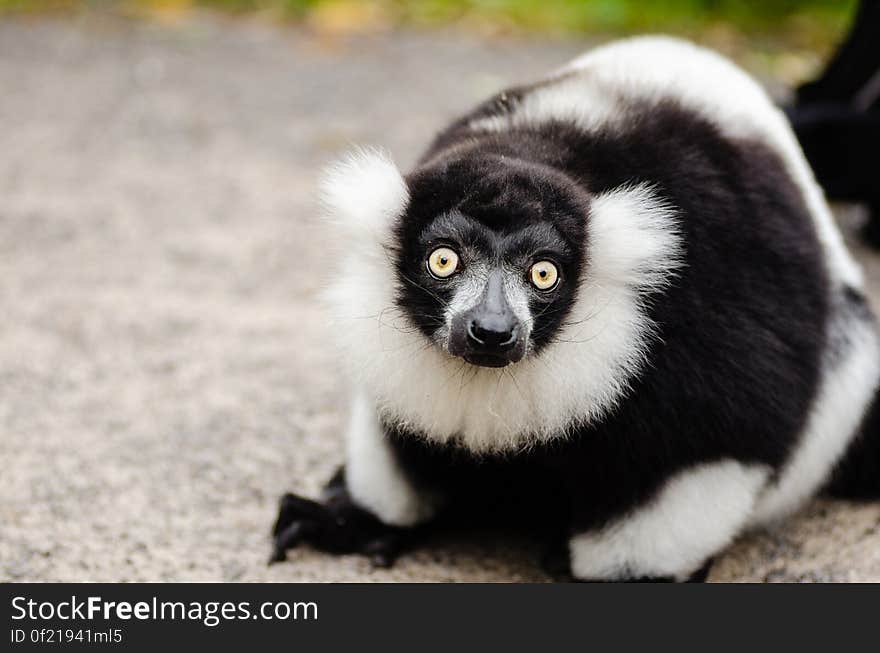 Black and white Ruffed Lemur