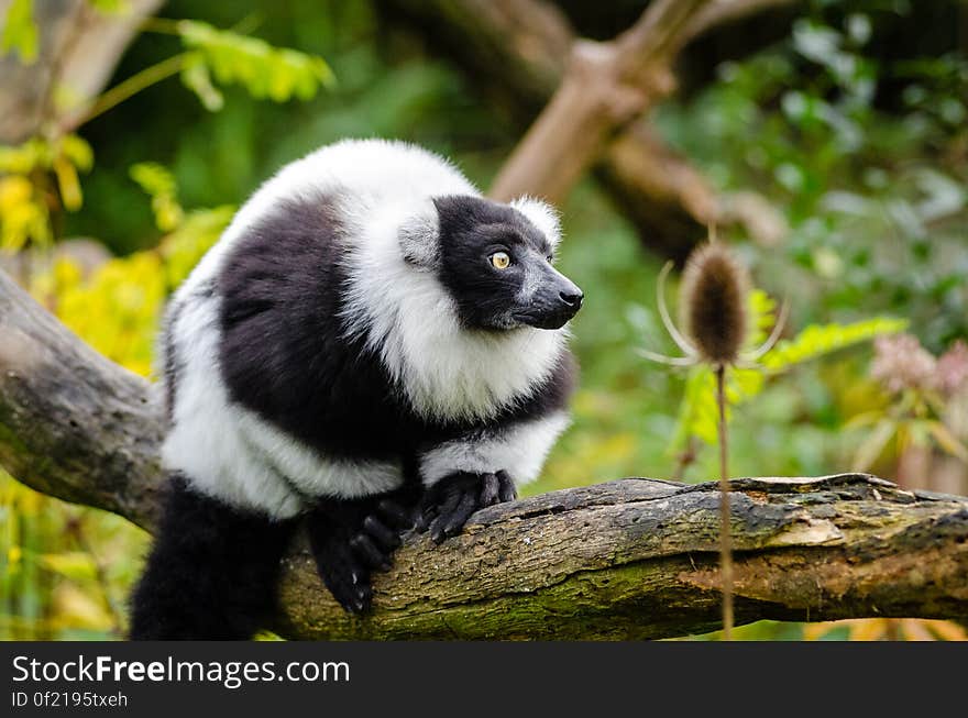 Black and white Ruffed Lemur