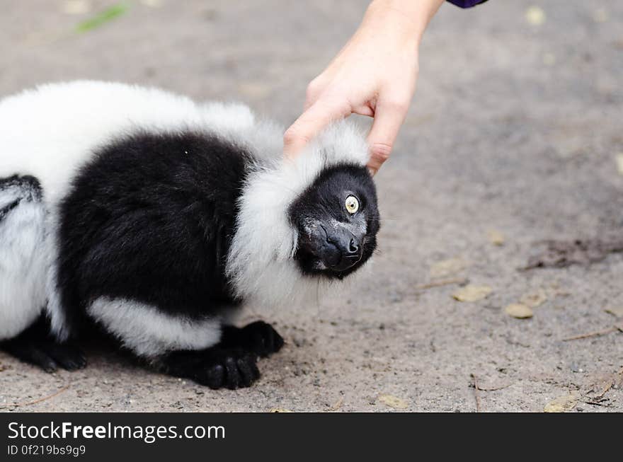 Black and white Ruffed Lemur