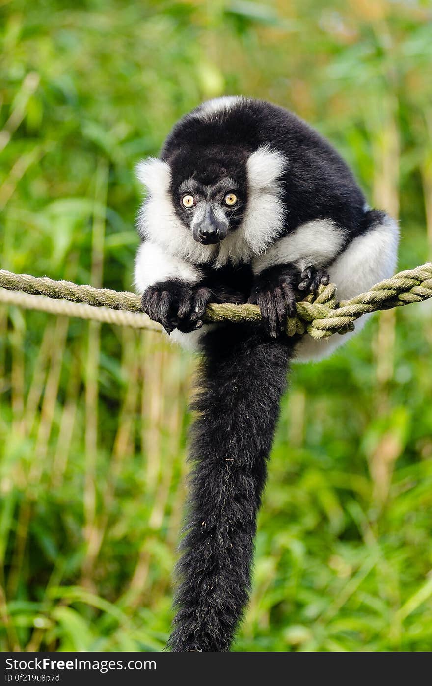 Black and white Ruffed Lemur