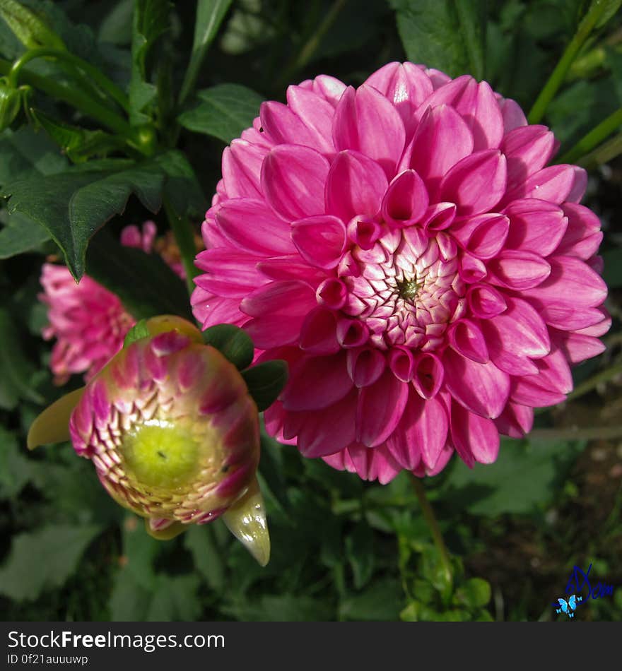 Dahlias