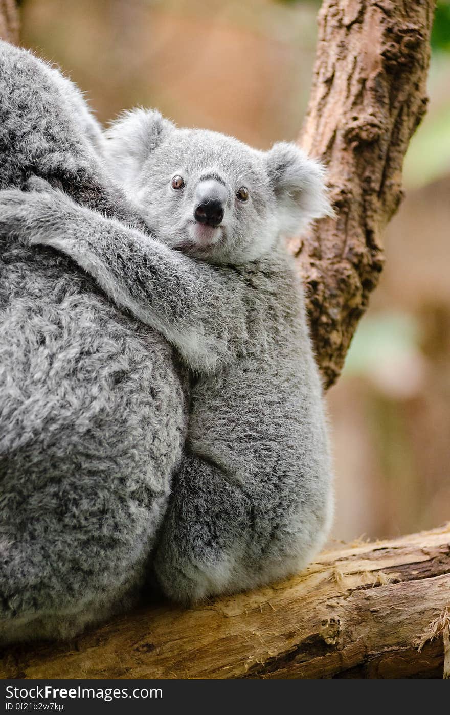 Koala Baby