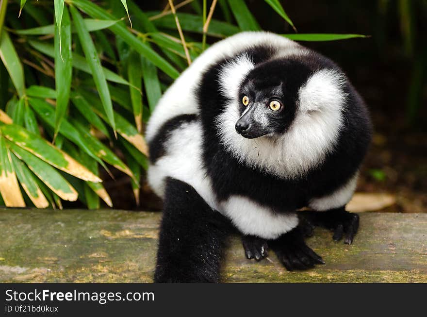 Black and white Ruffed Lemur