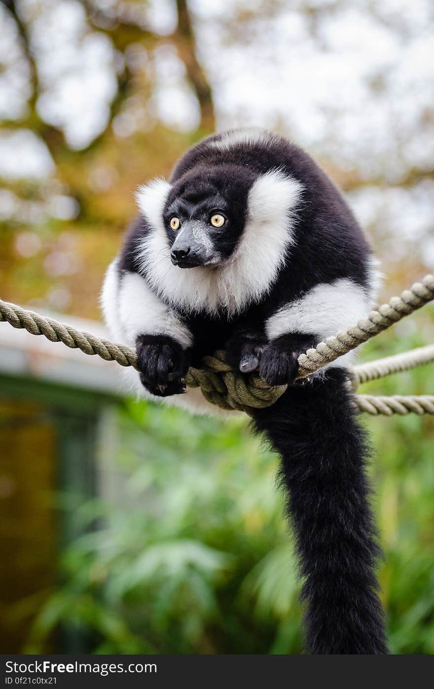 Black and white Ruffed Lemur