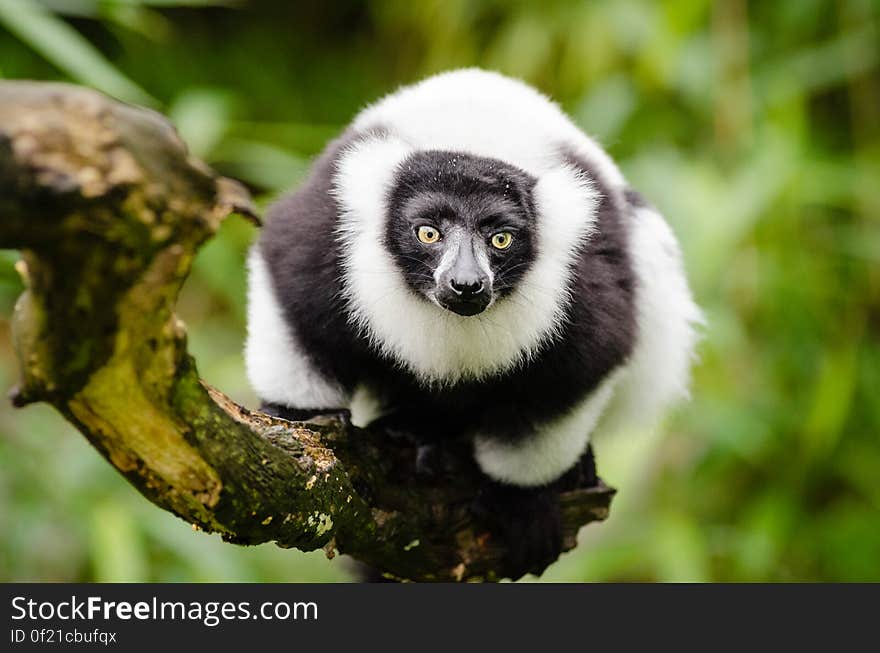 Black and white Ruffed Lemur