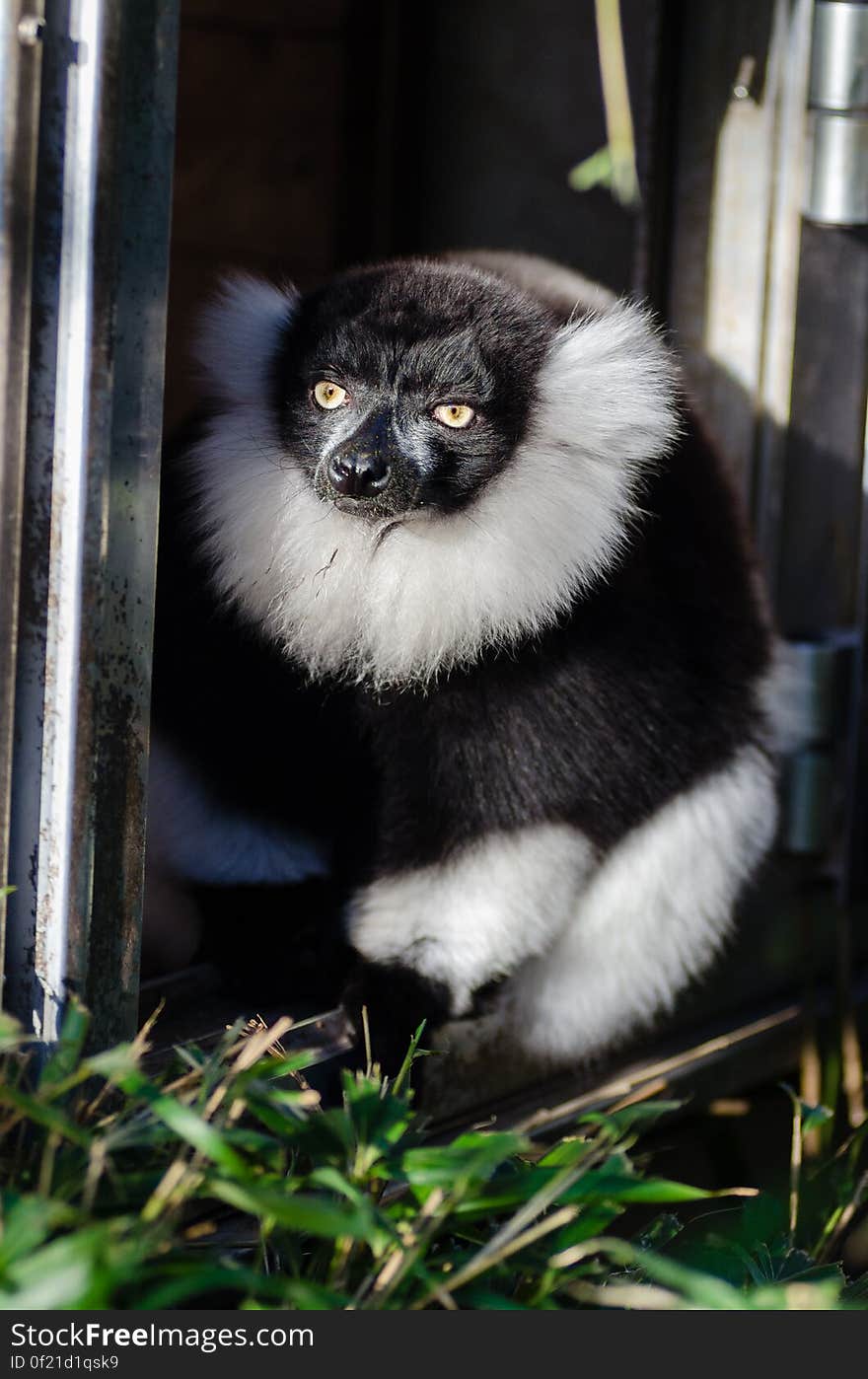 Black and white Ruffed Lemur