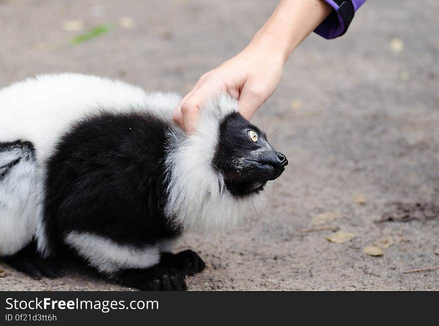 Black and white Ruffed Lemur