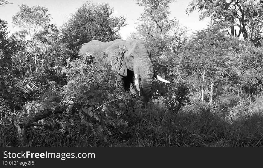 elephant south africa Makutsi Safari Lodge. elephant south africa Makutsi Safari Lodge