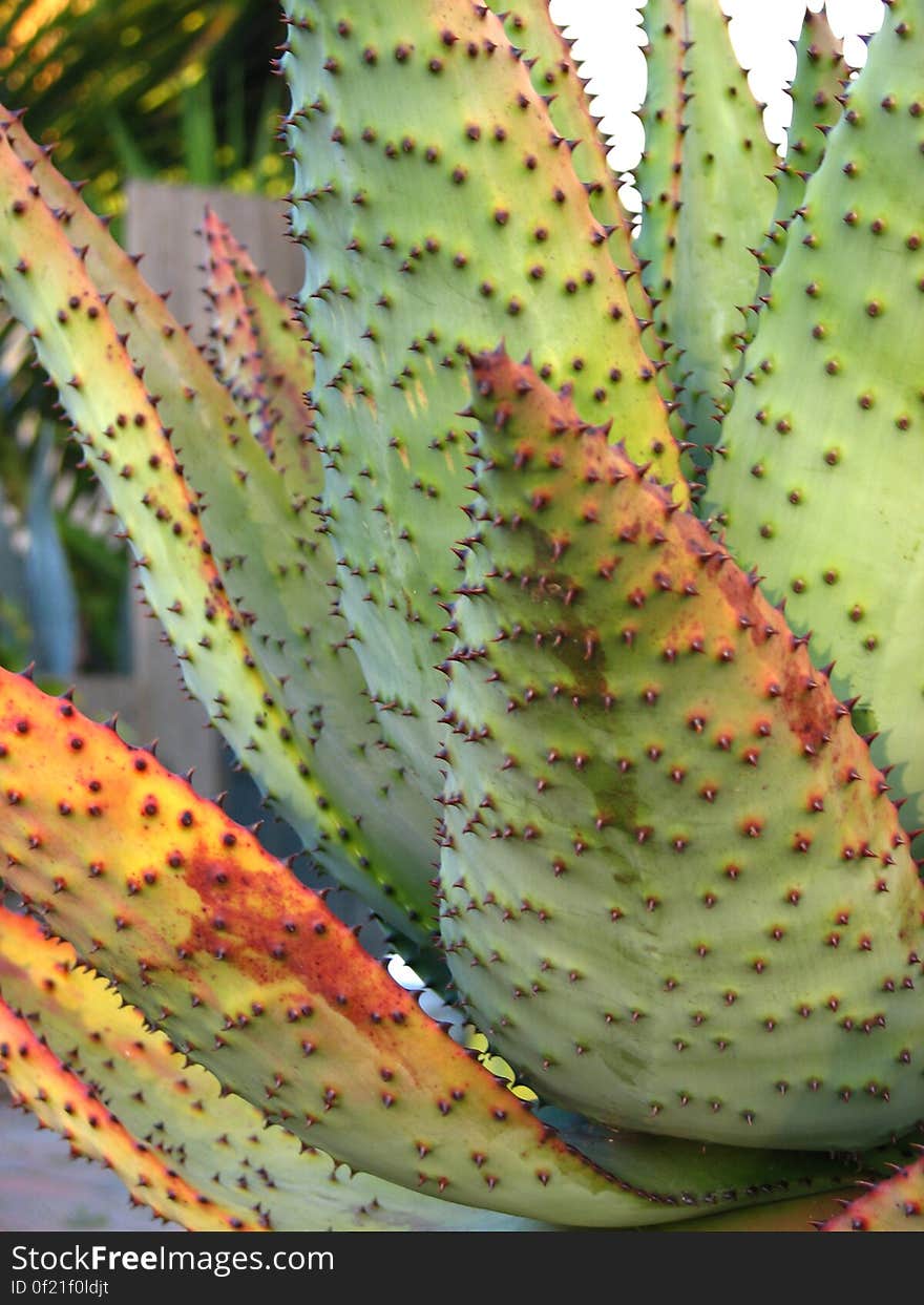 cactus leaves