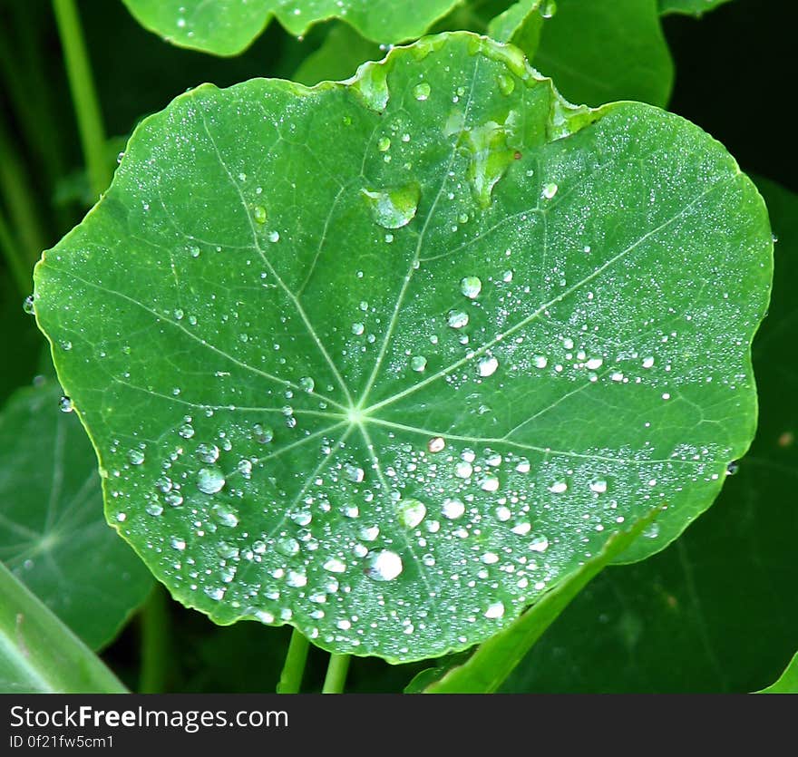 water drops on nasturtium leaf