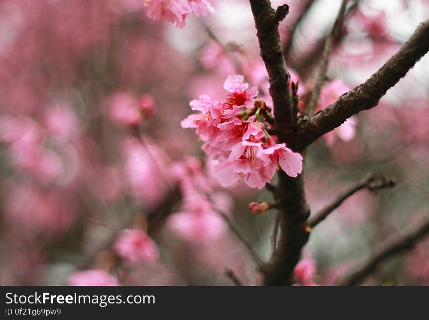 Pink mountain sakula&#x28;Cherry blossoms&#x29;