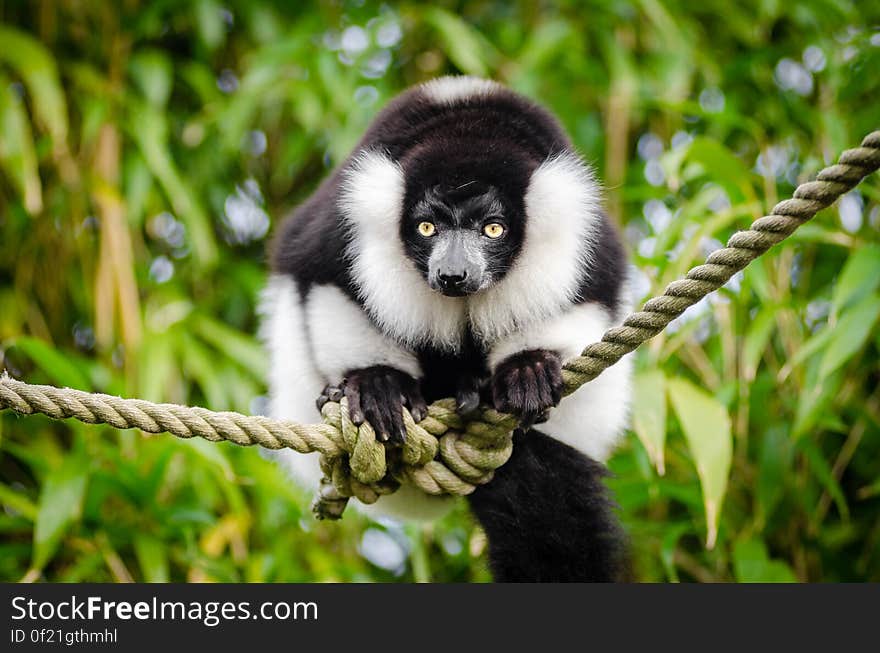 Black and white Ruffed Lemur