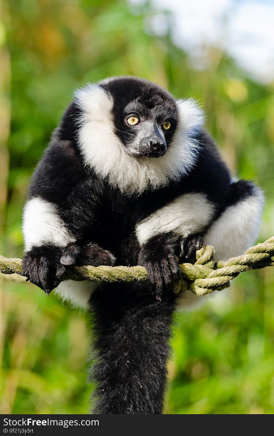 Black and white Ruffed Lemur