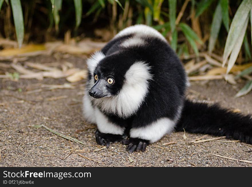 Black and white Ruffed Lemur