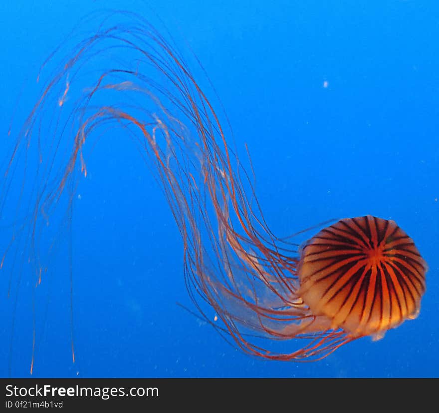 jellyfish 1