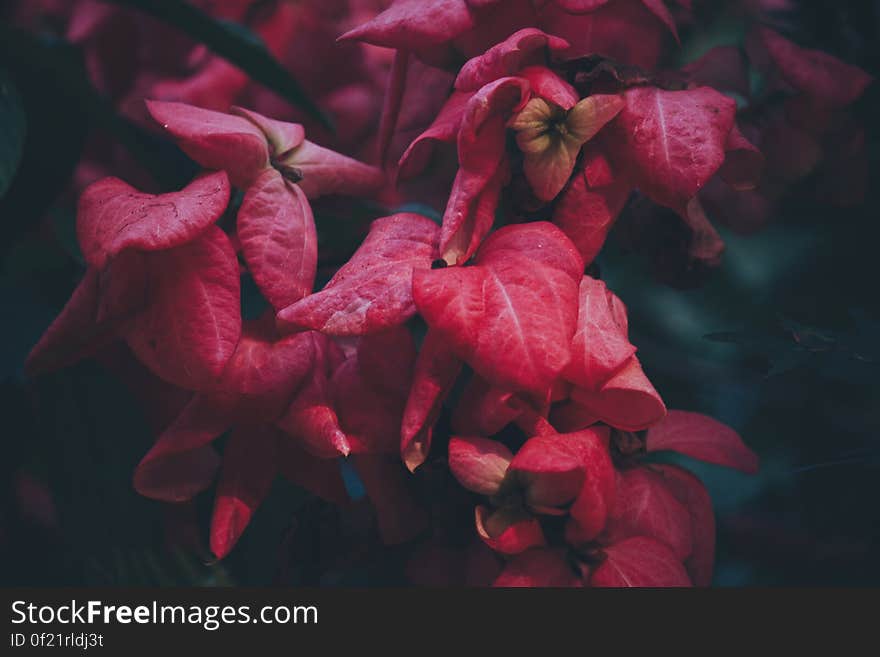 Close-up of Red Flowers