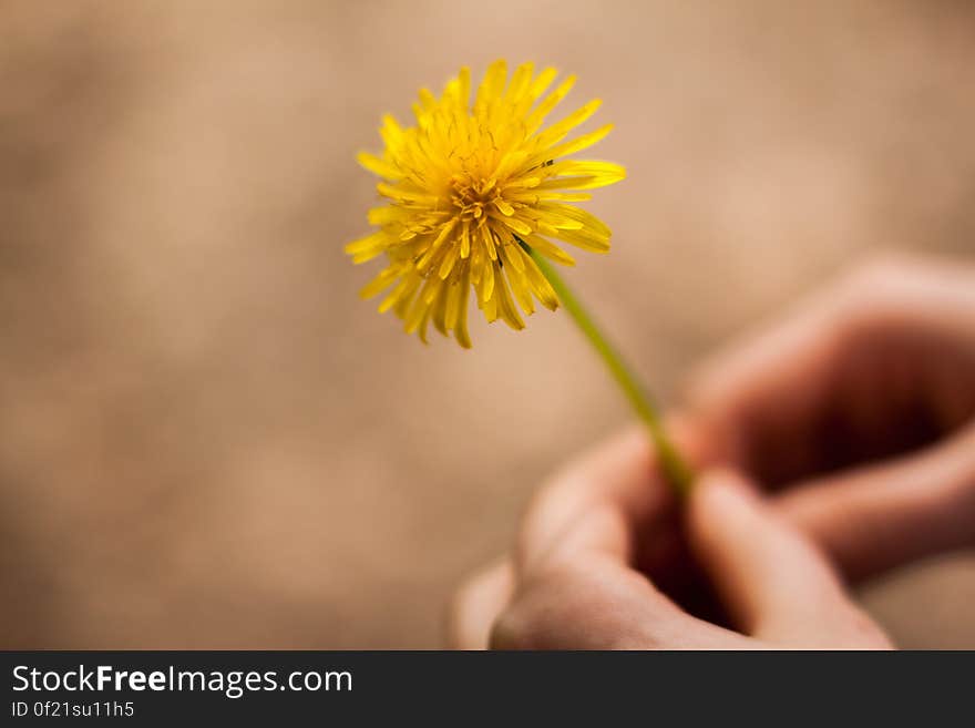 Woman Holding Flower