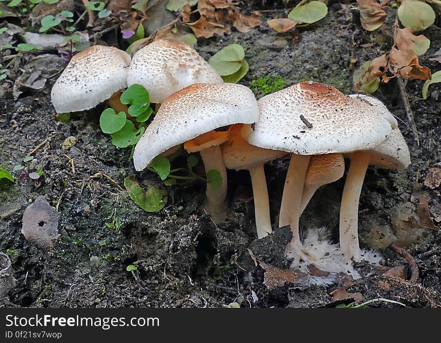 Macrolepiota clelandii, commonly known as the slender parasol or graceful parasol, is a species of mushroom-forming fungus in the family Lepiotaceae. Macrolepiota clelandii, commonly known as the slender parasol or graceful parasol, is a species of mushroom-forming fungus in the family Lepiotaceae