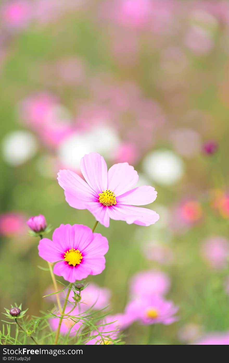 Close-up of Pink Cosmos Flowers