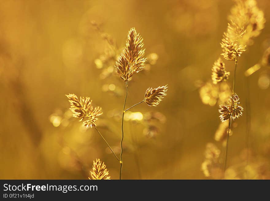 Close-up of Wheat Plant during Sunset