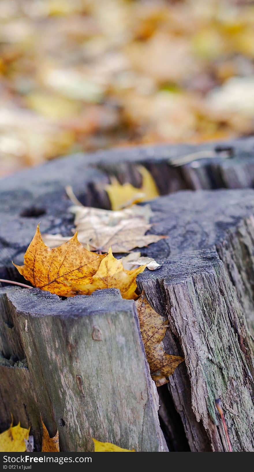 autumn walk