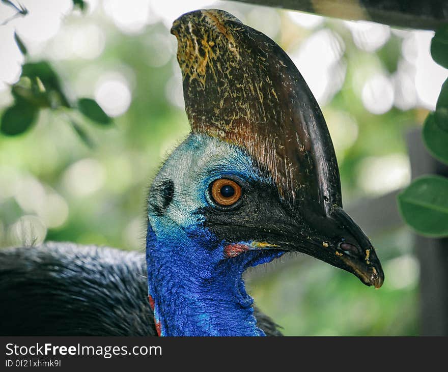 A close up of an exotic bird`s head. A close up of an exotic bird`s head.