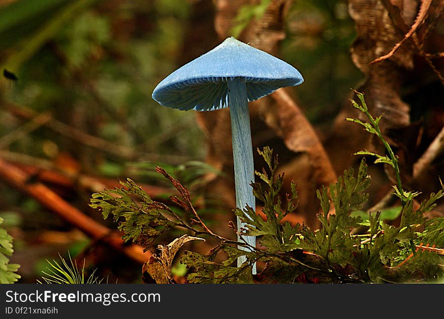 This is the iconic blue fungi of New Zealand the species can very from very bright blue to a the dull blue to almost gray in colour. Common name: None Found: Native Forest Substrate: Forest floor Spore: PinkHeight: 80 mm Width: 30 mm Season: Autumn Edible: No. This is the iconic blue fungi of New Zealand the species can very from very bright blue to a the dull blue to almost gray in colour. Common name: None Found: Native Forest Substrate: Forest floor Spore: PinkHeight: 80 mm Width: 30 mm Season: Autumn Edible: No