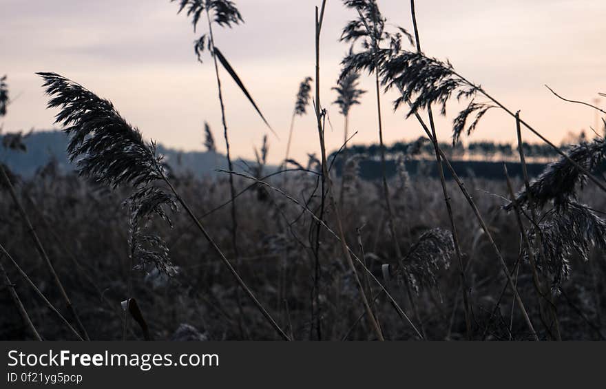 A close up of fern in a field at dusk. A close up of fern in a field at dusk.