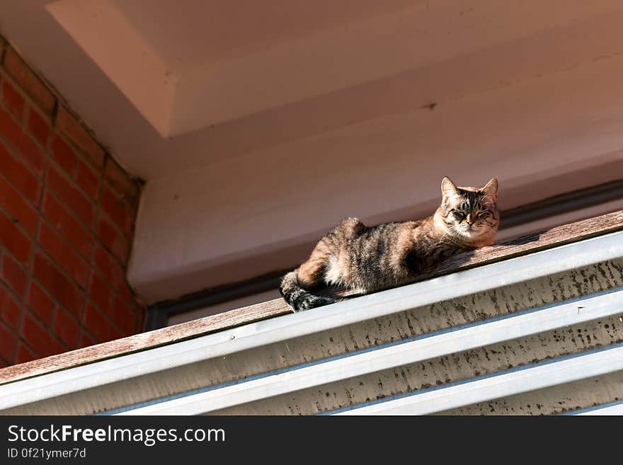 A cat on a balcony basking in a sun on a rare warm autumn day.